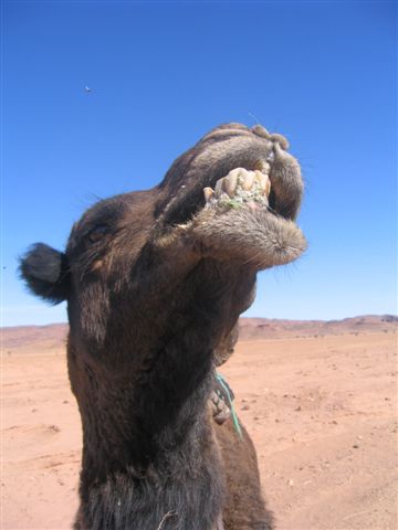 kameel sahara woestijn marokko